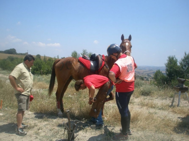 Revisando al caballo